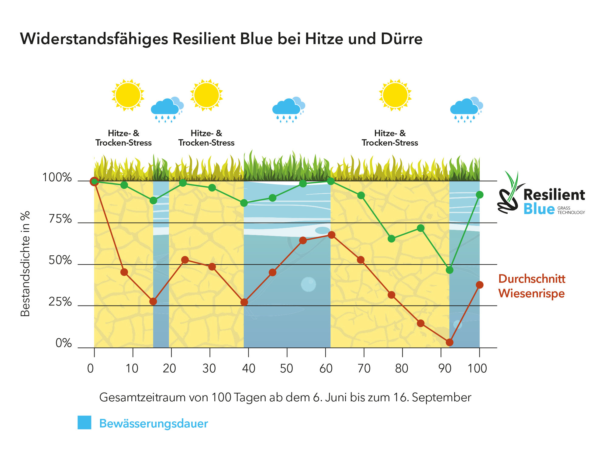 Resileint Blue versus normalen Poa pratensis unter Stressbedingungen.jpg